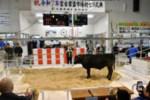 まずまずのスタートを切った2025年肉用牛初競り=19日、JAおきなわ宮古家畜市場