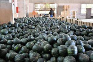 出荷を待つ山積みされたカボチャ＝14日、伊良部長浜のＪＡおきなわ伊良部支店共同集荷貯蔵施設