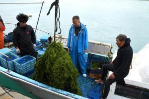 初日はきれいな緑色のアーサ約２００㌔が収穫された＝３日、大浦湾