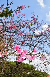 平年より５日早く満開を観測したヒカンザクラ＝４日、市熱帯植物園