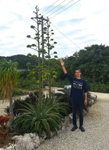 ２本並んで花を咲かせたリュウゼツラン＝19日、池間島