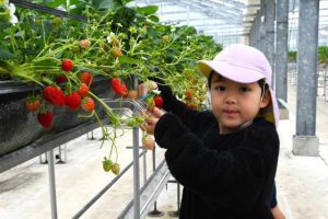 イチゴを摘み取る園児＝21日、上野野原の「あまいの大好き！農園」