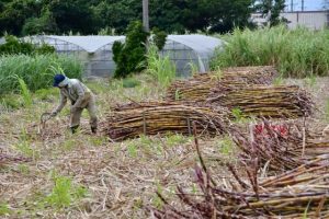 農家１人当たりでは１・３㌶の収穫を予定している＝６日、上野新里