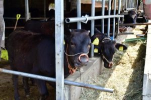 飼育されている子牛＝４日、市平良の牛舎