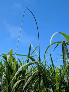 黒穂病が発病している茎＝８日、多良間島内のサトウキビ畑