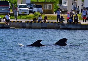 海面から現れたクジラの背びれ＝10日、池間漁港