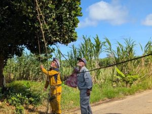集落の入り口になどに綱を張って豚の骨をつるす厄除けの伝統行事「スマフシャラ」＝７日、多良間塩川