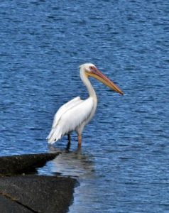 池の脇の陸地に立つモモイロペリカン＝16日、伊良部のため池（撮影・垣花　尚）