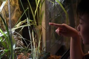 展示されたミヤコカナヘビに見入る子ども＝２日、市総合博物館