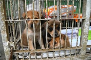 保護された犬は県宮古保健所敷地内のにある犬舎に収容される（資料写真）