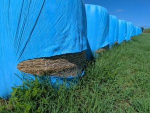 刃物のようなもので切り付けられたとみられる牧草ロール＝８月30日、多良間塩川の牧草地