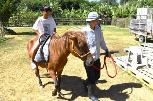 乗馬体験で宮古馬と触れ合う児童＝28日、まいぱり宮古島熱帯果樹園