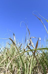一部のサトウキビ畑では枯れている葉も見られた＝14日、城辺