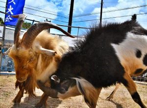 足掛け技を仕掛ける中量級準決勝のオカダ号（右）＝18日、村多目的広場