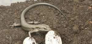 12月まで一般公開されているミヤコトカゲ＝国営沖縄記念公園（海洋博公園）・沖縄美ら海水族館提供