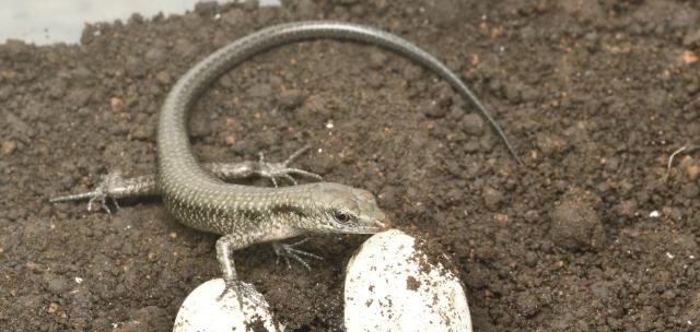ミヤコトカゲの繁殖成功／１２月１０日まで一般公開