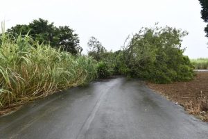 大きなガジュマルが倒木し道路をふさいでいた＝20日、下地嘉手苅