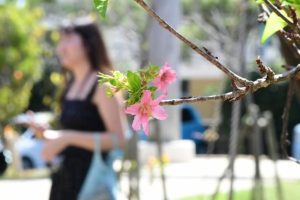 季節外れの花を咲かせたカンヒザクラ＝9日、宮古神社