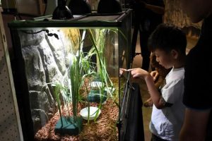 25年度上半期の入館者数の大幅増を後押ししたミヤコカナヘビ生体展