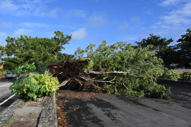伊良部平成の森で倒木
