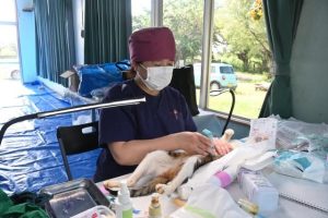 2日間で約70匹の不妊手術を行う一斉TNR＝12日、上区公民館