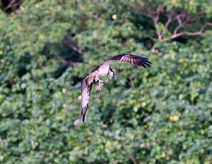 海に飛び込んで、魚をつかみ取った直後のミサゴ＝25日、下地入江橋近くの海