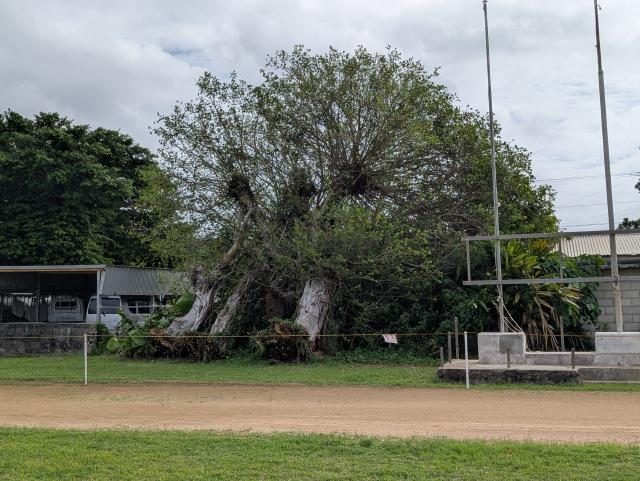 ガジュマル巨木３本倒壊／多良間小敷地内