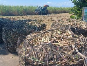 2026年産サトウキビ生産者交付金は7年連続で1㌧当たり1万6860円に決まった(資料写真)