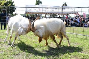 激しく角をぶつけ合いながら闘うヤギ＝1日、伊良部・塩田公園