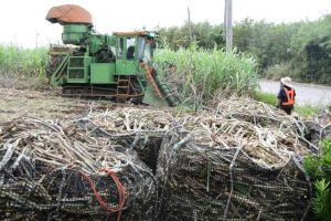 ハーベスターでサトウキビを刈り取る農家＝24日、下地与那覇の畑