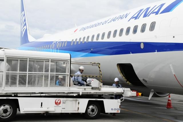 ＪＡＬ ＡＮＡ地上車両共用化／宮古空港