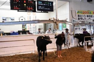 ２０２５年の総販売額は前年比で６億円余の増額となった牛競り＝８日、ＪＡおきなわ宮古家畜市場