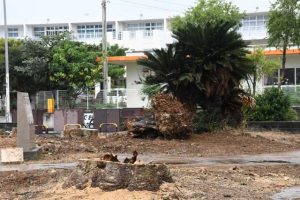 土地の原状回復で樹木などが撤去されソテツが残っているポケットパーク=1日、平良西里