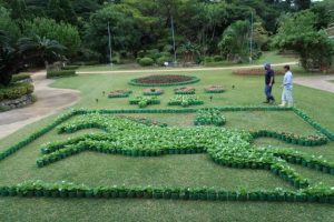 ベゴニアの花で躍動する馬の姿と花文字が描かれている＝19日、市熱帯植物園