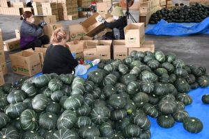 山積みされたカボチャの選別や箱詰め作業に追われる女性たち＝13日、伊良部長浜のＪＡおきなわ伊良部支店共同集荷貯蔵施設