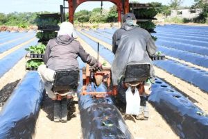 葉タバコの苗を本畑へ移植する上野地区の生産農家＝12日