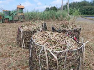キビ刈りの主流となったハーベスターでの刈り取り＝下地
