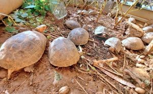 天然記念物のセマルハコガメ（資料写真）