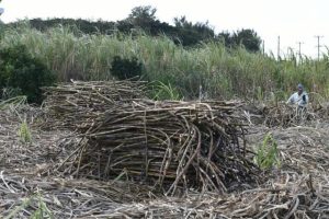 農家1人当たりでは1・32クタールの収穫を予定している=29日、平良久松