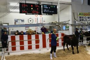 子牛平均価格が76万円超の高値が付いた肉用牛初競り。写真は「一番牛」を引いて競りに臨んだ嘉数登市長＝18日、ＪＡおきなわ宮古家畜市場