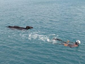海で泳ぐ牛を救助する宮古島海上保安部潜水士の田中さん＝23日、平良港（同保安部提供）