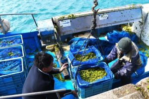 これからピークを迎えるアーサの収穫＝４日、大浦漁港