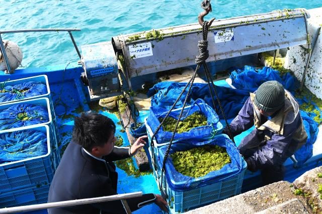 アーサの収穫始まる／大浦湾