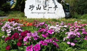 花いっぱい推進事業で植えた花々が通行者の目を楽しませている=21日、砂山ビーチ入り口