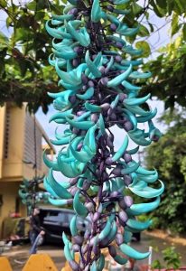 春風を受けながら神秘的な花を咲かせるヒスイカズラ＝20日、平良狩俣