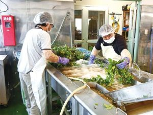 収穫された原料の洗浄を行う従業員＝11日、かぎすま宮古の工場