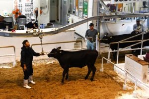 ２カ月連続80万円台となった３月期競り＝19日、ＪＡおきなわ宮古家畜市場