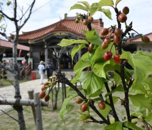 12年ぶりにカンヒザクラの木にサクランボが実っている＝11日、宮古神社