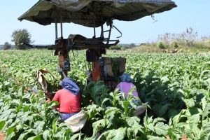 ほろ付きの収穫機に乗って作業を行う農家＝18日、伊良部国仲の畑